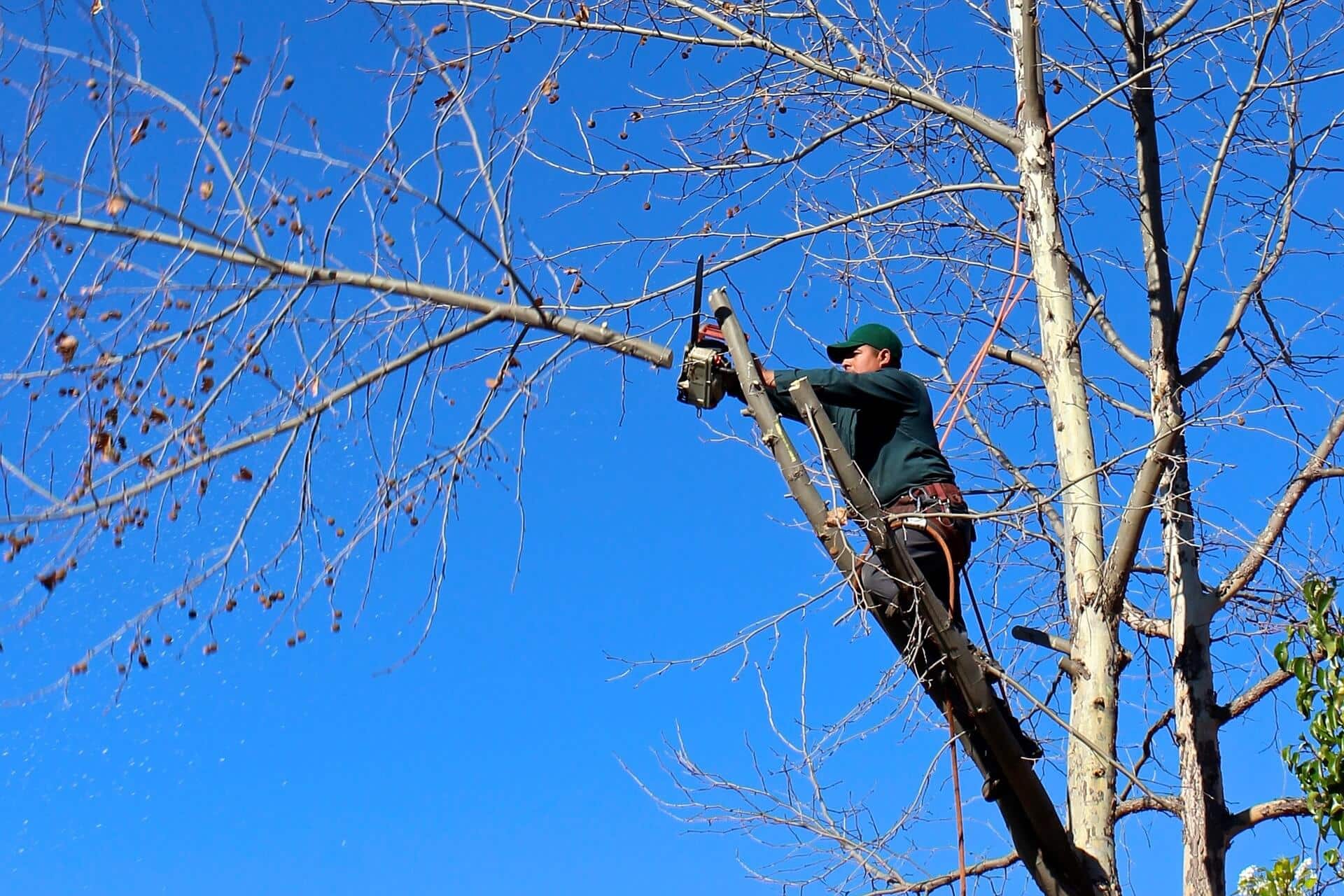 Iniziano gli interventi di  manutenzione del patrimonio arboreo comunale